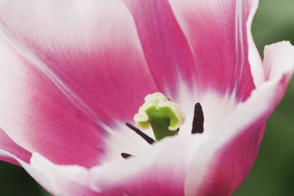 Holland, Lisse, Close up of a pink tulip
